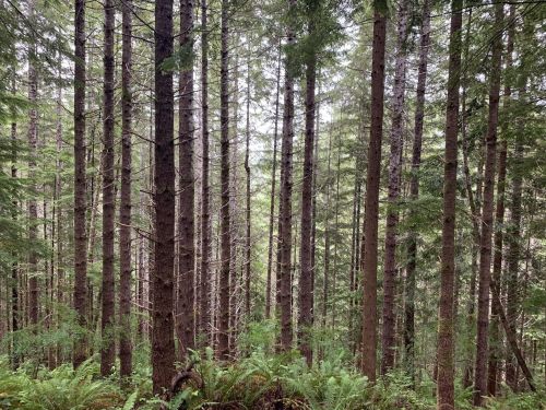A dense forest with tall trees and lush green ferns on the forest floor, creating a serene, natural atmosphere.