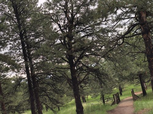 A winding path through a lush green forest with tall pine trees on either side.