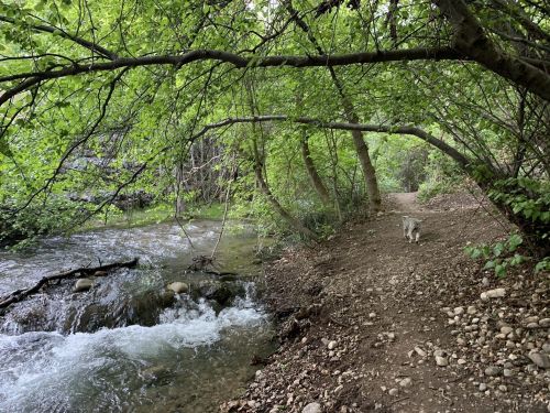 A serene forest path alongside a flowing stream, with lush green trees and a small dog walking nearby.