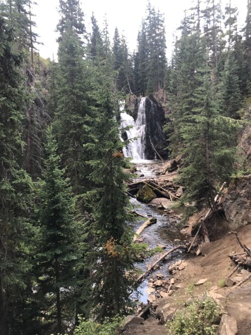 A serene waterfall cascades through a forest of tall pine trees, surrounded by rocks and fallen logs.