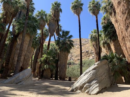 A grove of tall palm trees with rocky formations and a clear blue sky in the background.