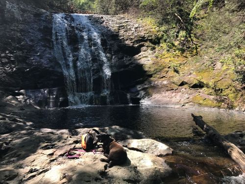 A dog sits by a serene waterfall, surrounded by rocks and greenery, with a calm pool of water nearby.