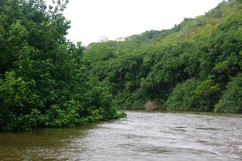 A winding river flows through lush green vegetation and trees under a cloudy sky.