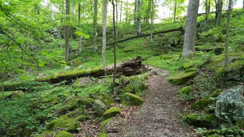 A serene forest path winding through lush greenery, moss-covered rocks, and tall trees under soft sunlight.