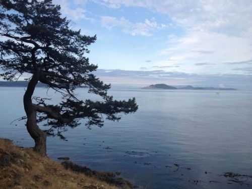 A lone tree stands on a rocky shore, overlooking calm waters and a distant island under a blue sky.