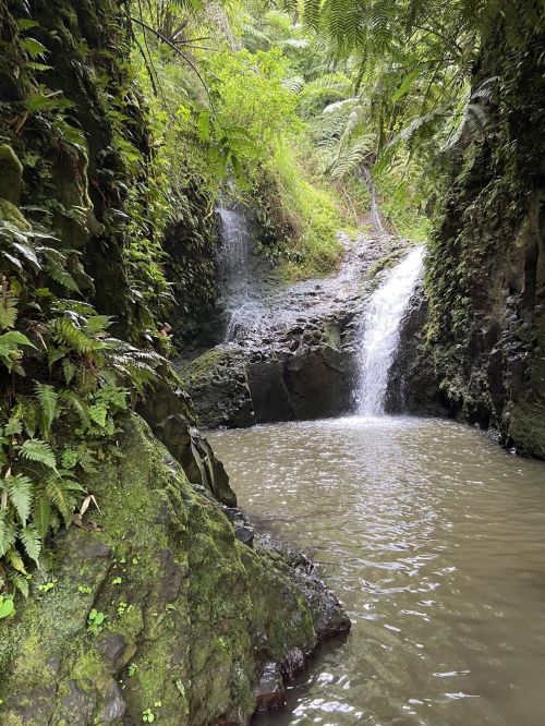 A serene waterfall cascades into a tranquil pool, surrounded by lush greenery and ferns.