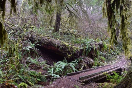 A serene forest scene with lush ferns, moss-covered trees, and a wooden bridge over a small stream.