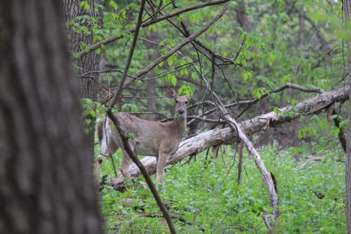 A deer stands among green foliage and fallen branches in a wooded area.