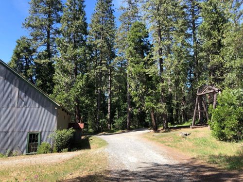 A gravel road winds through tall pine trees, with a rustic building on the left and a wooden structure on the right.