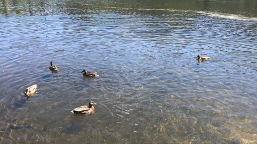 A group of ducks swimming in a calm, rippling pond under bright sunlight.
