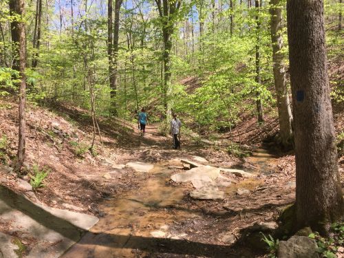 Two people walk along a rocky, muddy trail in a lush green forest with trees and sunlight filtering through the leaves.