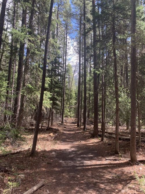A serene forest path lined with tall trees, leading towards a bright blue sky and distant mountains.