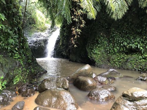 A serene waterfall cascades into a rocky pool, surrounded by lush green foliage and tropical plants.
