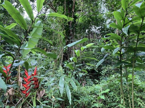 Lush green jungle with tall plants and vibrant red flowers amidst dense foliage.