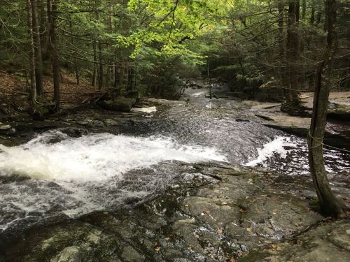 A serene forest scene featuring a flowing stream over rocky terrain, surrounded by lush green trees.