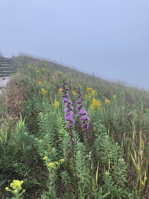 A foggy landscape featuring vibrant purple and yellow wildflowers along a grassy slope.