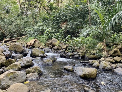 A serene stream flows through a lush, green forest, surrounded by rocks and dense vegetation.