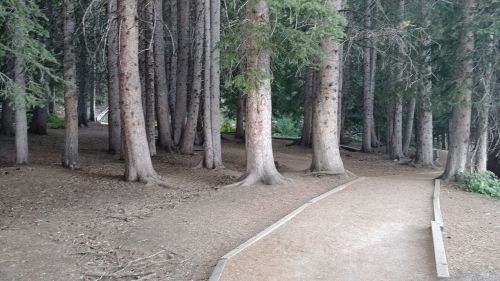 A winding dirt path through a dense forest of tall trees with a serene, natural atmosphere.