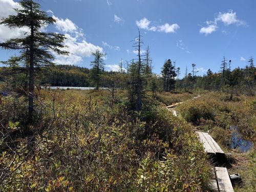 A serene wetland scene with wooden pathways, surrounded by lush greenery and trees under a bright blue sky.