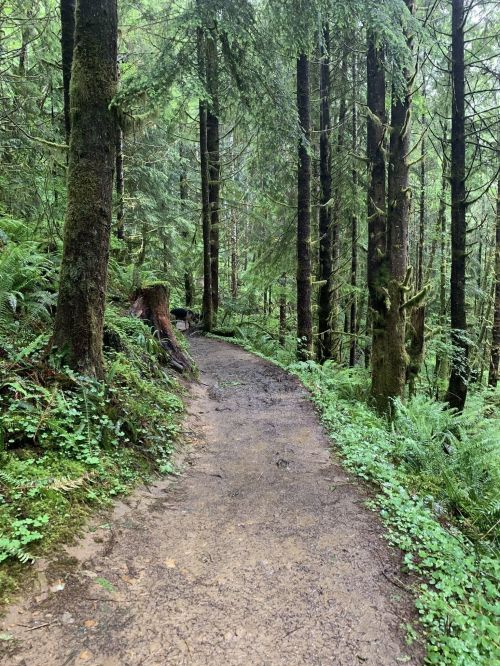 A winding dirt path through a lush green forest, surrounded by tall trees and ferns.