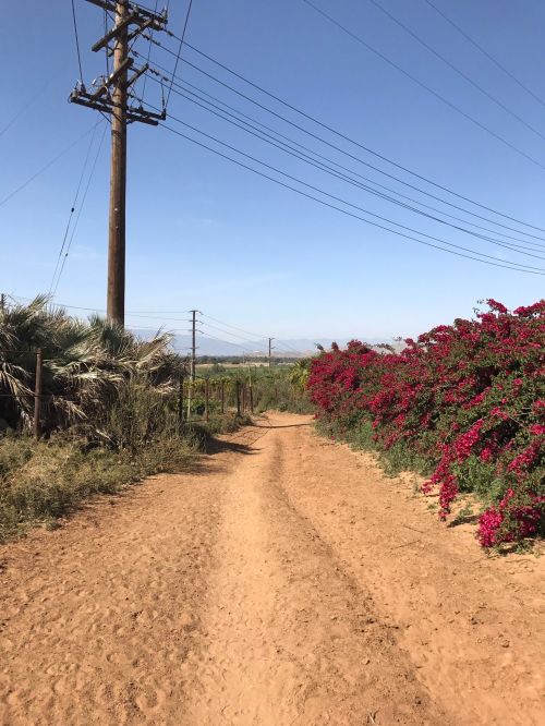 A dirt path lined with vibrant pink flowers and power lines under a clear blue sky.