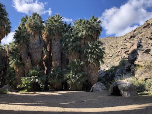 A lush oasis with tall palm trees and traditional huts against a rocky landscape and blue sky.