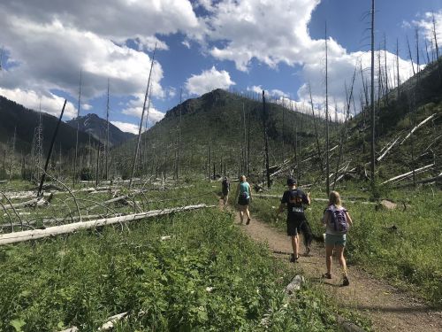 A group of hikers walks along a trail through a forest with fallen trees and mountains in the background.