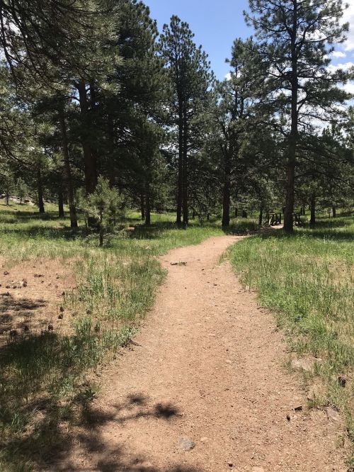 A dirt path winds through a grassy area surrounded by tall pine trees under a clear blue sky.