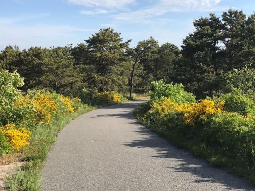 A winding path through lush greenery and vibrant yellow flowers under a clear blue sky.