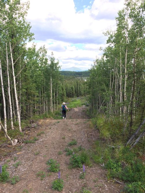 A person walks down a dirt path surrounded by tall trees and greenery, with a scenic view in the distance.