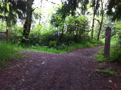 A forest path splits into two directions, surrounded by lush greenery and marked by a directional sign.