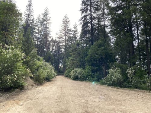 A dirt road surrounded by tall trees and greenery, leading into a forested area under a bright sky.