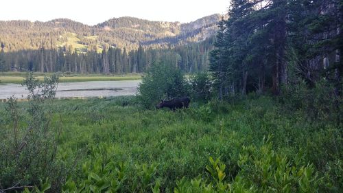 A moose grazes near a lush green area by a serene lake, surrounded by trees and mountains in the background.