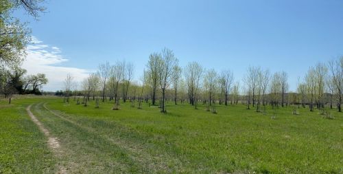 A sunny landscape featuring a dirt path winding through a grassy field with young trees and a clear blue sky.