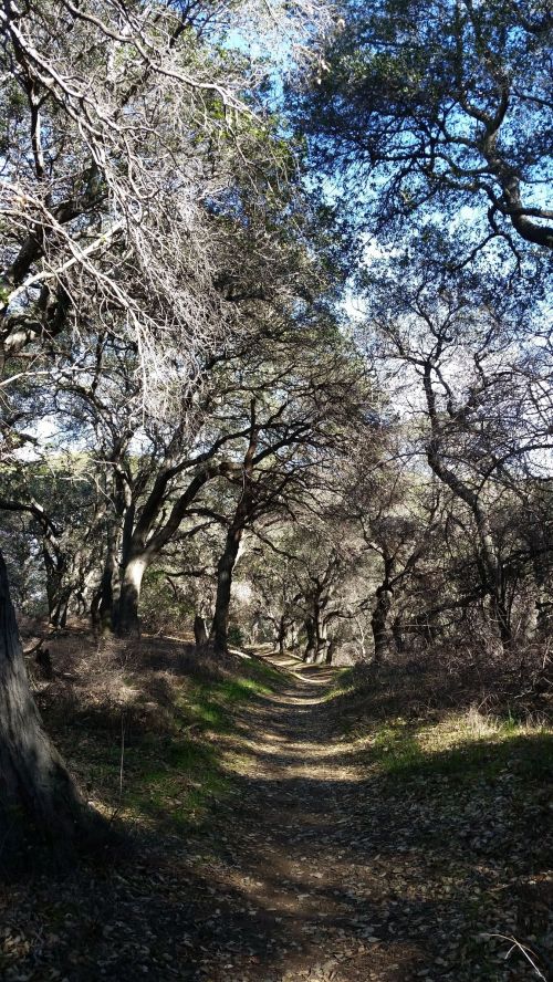 A winding dirt path through a wooded area with trees and blue sky above.