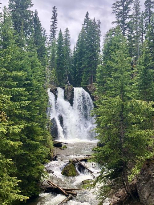 A serene waterfall cascades through lush green trees and rocky terrain, surrounded by a tranquil forest landscape.