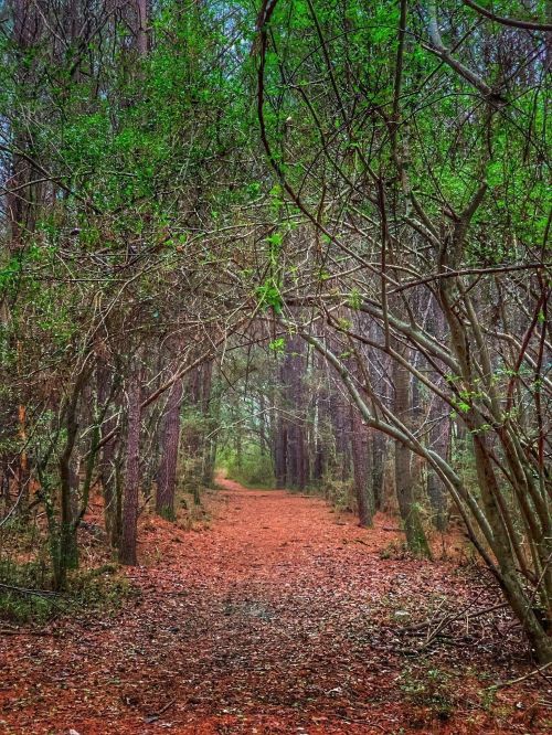 A serene forest path lined with trees and green foliage, leading into a tranquil, wooded area.
