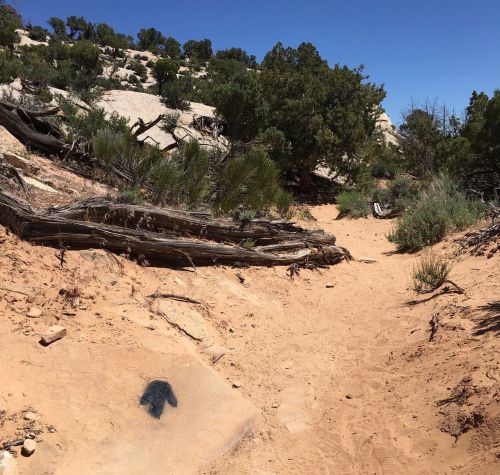 A sandy trail surrounded by shrubs and trees, with rocky terrain in the background under a clear blue sky.