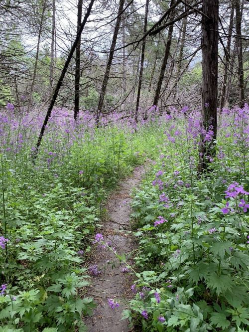 A narrow path winds through a vibrant field of purple flowers and lush greenery in a forested area.
