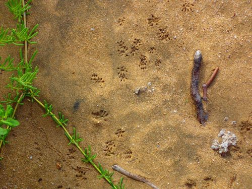 Footprints in sandy soil alongside green vegetation and small twigs.