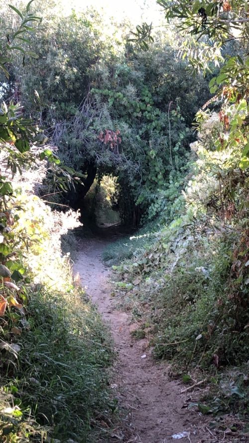 A narrow, winding path through lush greenery, leading into a shaded, tunnel-like area formed by overhanging branches.