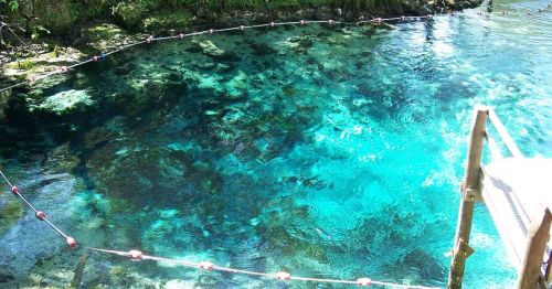 A clear, turquoise water pool surrounded by lush greenery and a wooden railing.