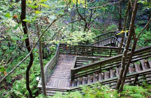 A winding wooden staircase surrounded by lush greenery and trees in a forested area.