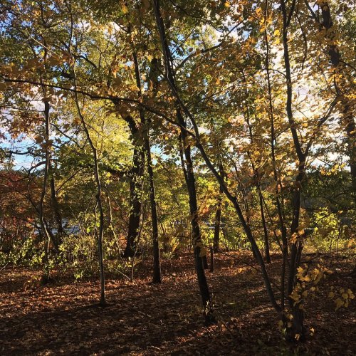 Sunlight filters through trees with autumn leaves, casting a warm glow in a serene forest setting.
