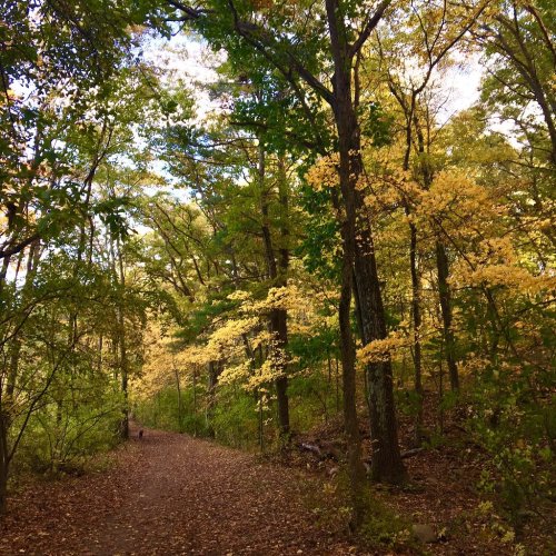 A serene forest path lined with trees displaying vibrant autumn foliage.