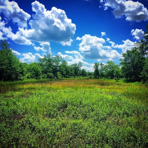 Lush green field surrounded by trees under a bright blue sky with fluffy white clouds.
