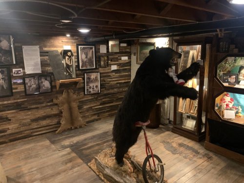 A mounted black bear on a unicycle in a rustic museum setting, surrounded by vintage photos and displays.
