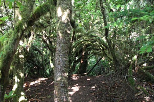 A dense forest scene with moss-covered trees and intertwining branches, creating a lush, green canopy.