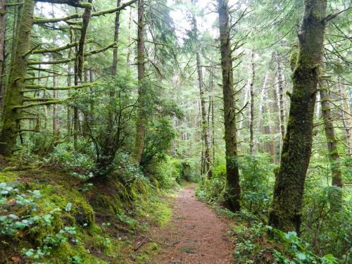 A serene forest path winding through tall, moss-covered trees and lush greenery.