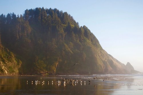 A serene coastal scene with a misty shoreline, lush green cliffs, and a flock of birds near the water's edge.